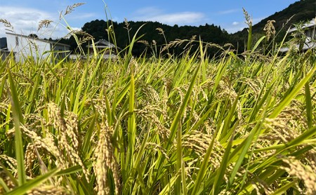 きぬひかり白米 兵庫県産 令和7年産きぬひかり【10kg】