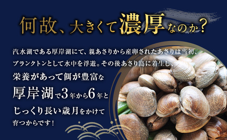 北海道 厚岸産 砂出し済み 活殻付き あさり 800g  新鮮 美味しい アサリ 貝 海鮮 北海道産 魚介 冷蔵 