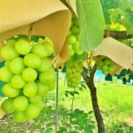 【2026年発送】山梨県山梨市産　旬の採れたてシャインマスカット　秀等品　約1.2kg　2～3房【配送不可地域：離島・沖縄県】【1134845】