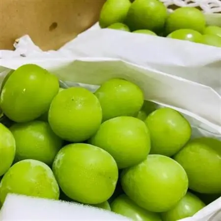 【2026年発送】朝採り シャインマスカット 約2kg(3～5房入り) ふるさと納税【配送不可地域：離島・沖縄県】【1281142】
