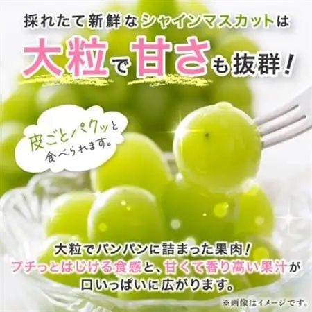 【2026年発送】シャインマスカット 約1kg (1～2房) 朝採り シャインマスカット【配送不可地域：離島・沖縄県】【1299620】