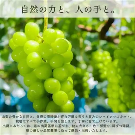 【2026年発送】シャインマスカット 2房 1.1kg以上 山梨県 山梨市産【配送不可地域：離島】【1364649】
