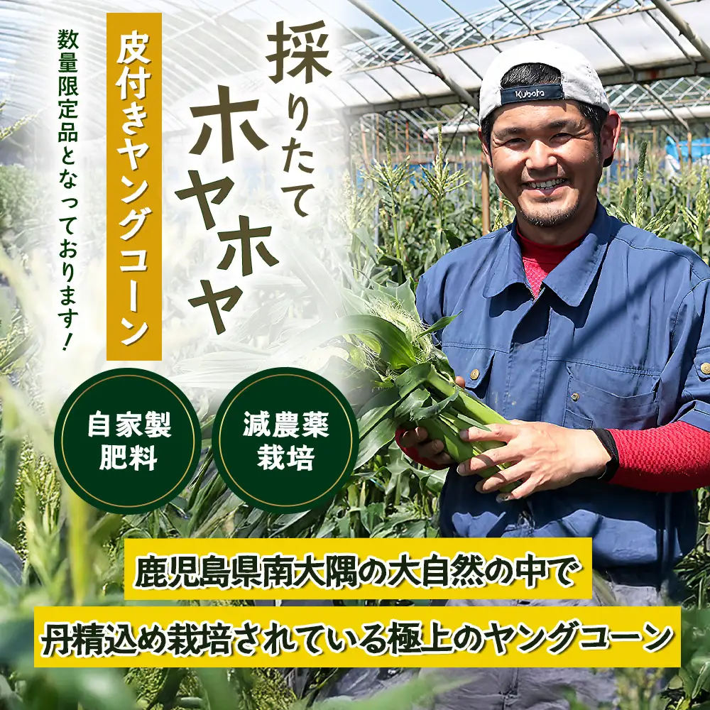 【数量限定】 【2027年5月先行予約】ヒゲまで美味しい！「皮つき ヤングコーン 約30本」 FR-520 ｜2027年 先行予約 限定 レシピ付き ゴールドラッシュ ベビーコーン 朝採れ グリル 天ぷら 味覚 新鮮 産地直送 皮付き 野菜 旬 本土最南端 鹿児島県 南大隅町 株式会社フォレスト