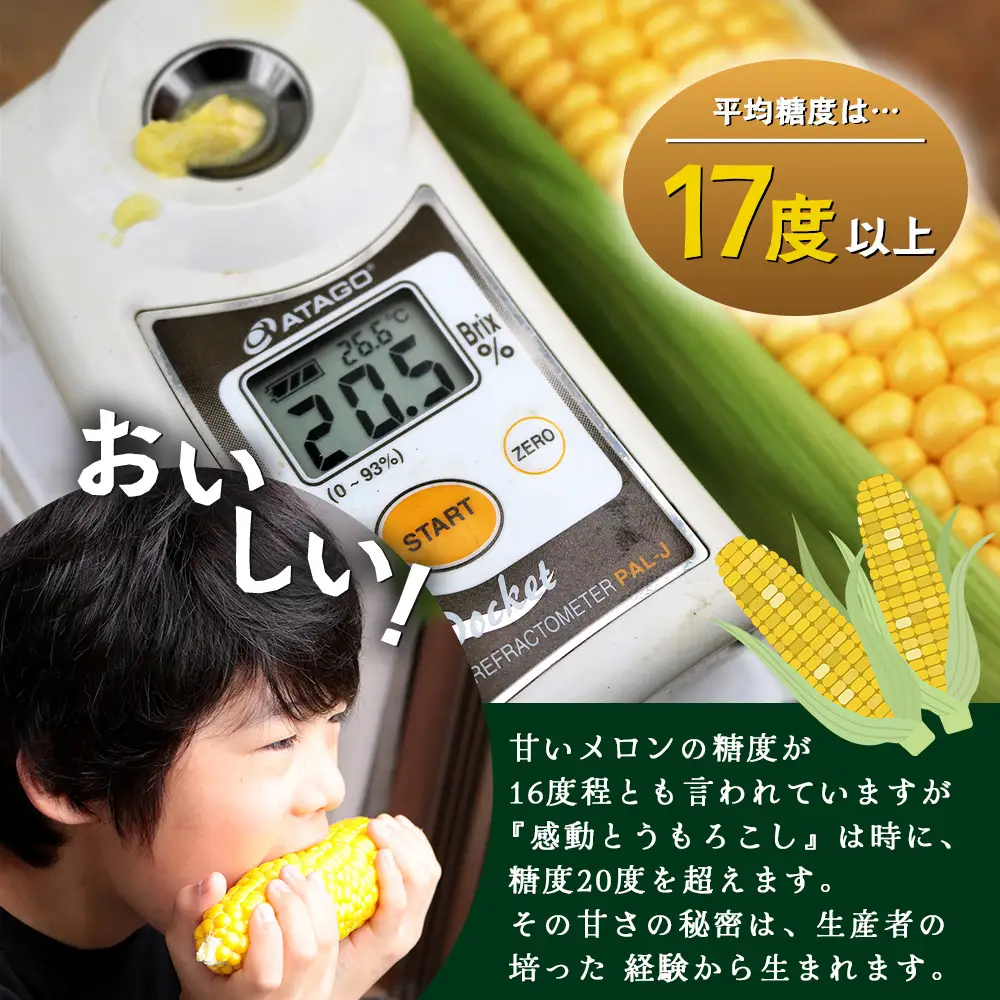 【数量限定】 【先行予約・2027年5月～】感動とうもろこし ( 約4kg / 10～13本 ) FR-521 ｜野菜 やさい とうもろこし ゴールドラッシュ トウモロコシ 生でも おいしい 大粒 新鮮 産地直送 先行予約 数量限定 4kg 減農薬 栽培 鹿児島県 南大隅町