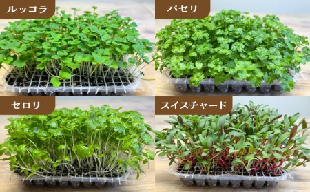 マイクロ野菜 4点セット〈 ルッコラ パセリ セロリ スイスチャード 〉【諏訪農林】[TDO001]