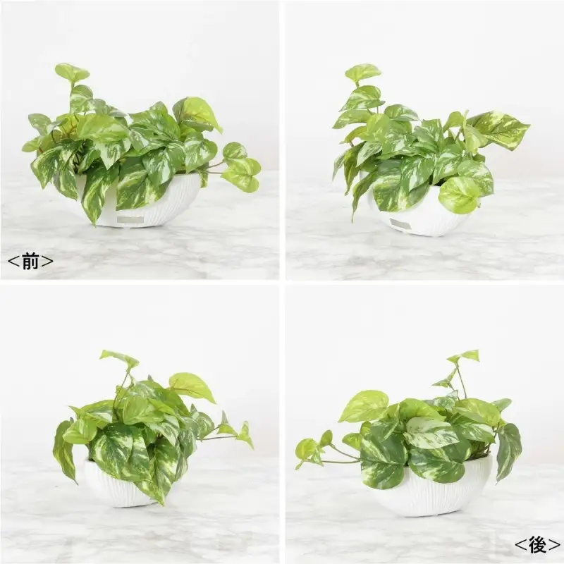 エミリオ・ロバ ポトス アーティフィシャルグリーン Sサイズ 造花 観葉植物 水やり不要 インテリア