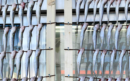 先行予約 2027年2月発送 北海道 厚岸産 丸干しコマイ 190g×5パック ソウルフード 魚貝類 干物 焼魚 おつまみ 冷凍 厚岸湖 天日干し 焼くだけ おかず 