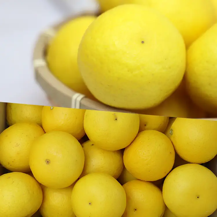 【先行受付】黄金柑 2.5kg 黄金柑 柑橘 ms-0044