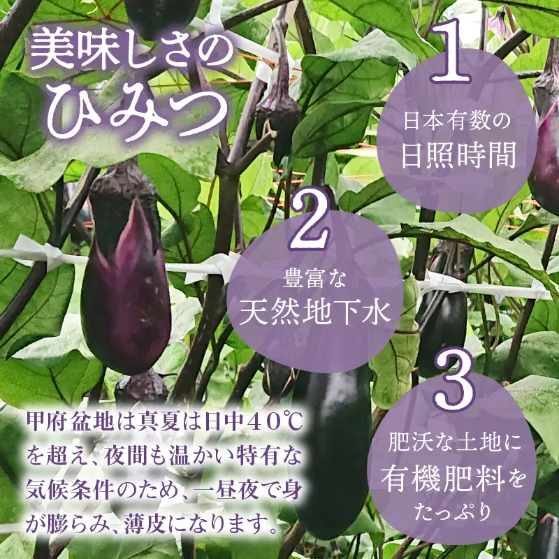 なす(千両茄子) 5kg