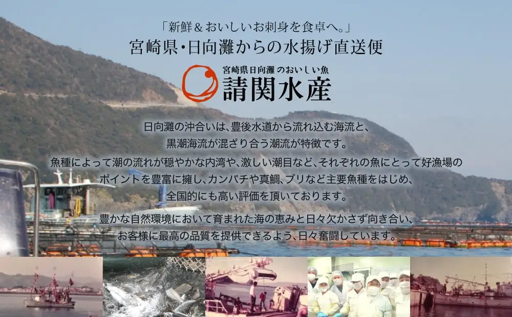 【北海道・離島配送不可】＜定期便・全12回(連続)＞旬の鮮魚(12ヶ月コース)お刺身  海鮮 漬け丼 【UZ-09】【請関水産】