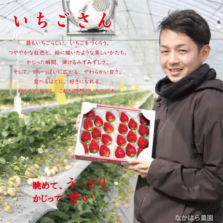【先行予約】R9年1月中旬頃出荷開始 佐賀ブランド苺 いちごさん（250g×4P）なかはら農園 いちご 苺 B130-030