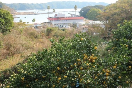【令和9年3月】オレンジ園の土佐文旦10kg 柑橘 フルーツ みかん ザボン ぶんたん 【R01089】