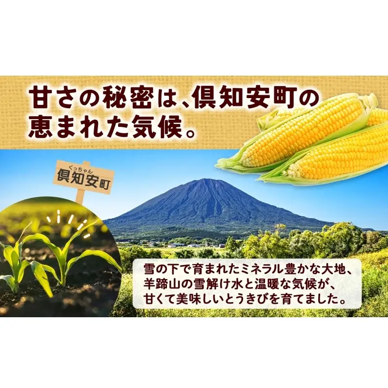 とうもろこし 味来 2Lサイズ 13本 約5kg 北海道産 朝もぎ イエロー コーン みらい