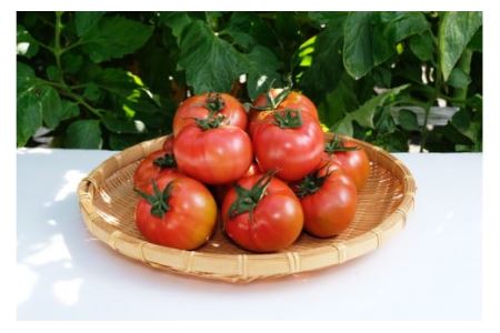3～4月の期間限定　うまみがぎゅっと凝縮！しぼりトマト 3kg ※着日指定不可《2027年3月上旬-4月末頃出荷予定》