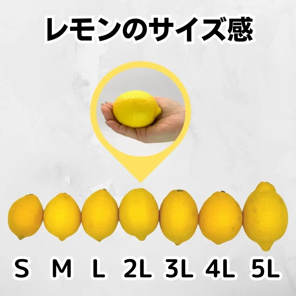 訳あり レモン B品  箱込2.5kg(内容量約2.3kg) 和歌山県有田産（サイズミックス）【みかんの会】