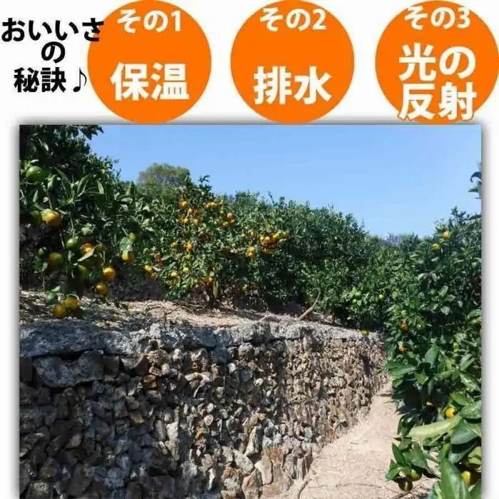 【ふるなびWEEK対象】みかん 2.5kg  ご家庭用　和歌山県有田川町産　有田みかん ありだみかん