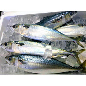 【国産しめ鯖かまぼこ】結の鯖　2本セット
