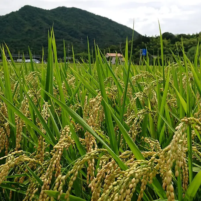 【令和8年産】出雲神結米（つや姫）1kg×4袋＋紅白もち300g入り（紅もち3個、白もち7個）2袋　【2026年12月中旬以降12月中にお届け】