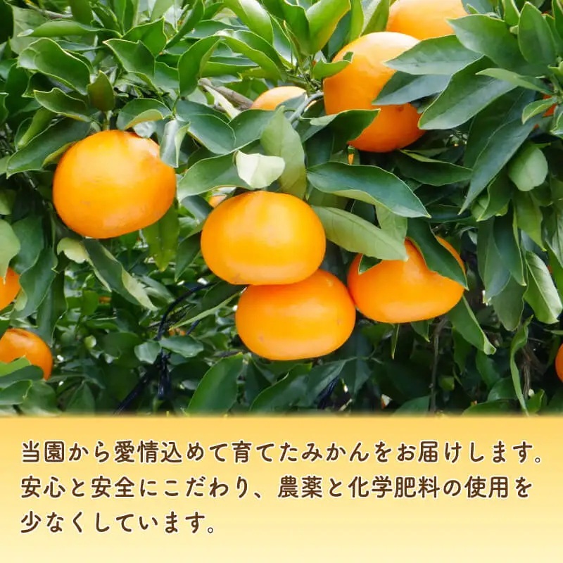 【先行予約】訳あり せとか 3kg みかん 柑橘 オレンジ フルーツ 愛媛 愛南 吉田農園