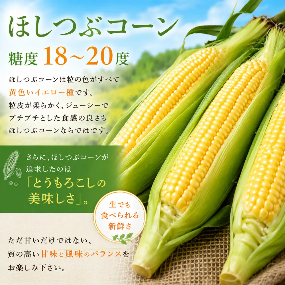 【令和9年産 先行予約】とうもろこし 雪の妖精 ほしつぶコーン 各6本 計12本 とうもろこし 北海道 スイートコーン