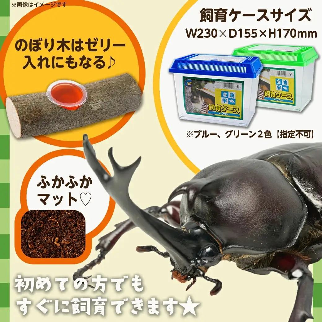【先行受付☆2027年6月以降お届け】カブトムシ(飼育セット付き) ※限定100セット※〔LG-3311-2027〕_(都城市) 