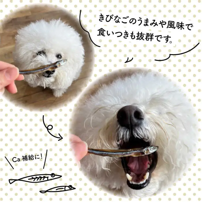 きびなご ジャーキー 40g×3袋  糸島市 / 株式会社コバヤシ【coco.kina】 [ASL009]