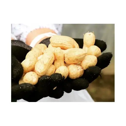 岩見沢の北村産！ほっくりやみつき塩ゆで落花生　230g×3袋【18125】