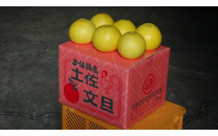 【先行予約】【訳あり】三愛果樹園の土佐文旦　約5kg / 土佐文旦 みかん 柑橘 ぶんたん ブンタン 果物 フルーツ 〈2027年2月上旬から順次発送〉【三愛果樹園】 [BQAO010]