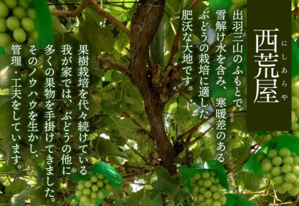 【令和8年産 先行予約】シャインマスカット 約2kg　(2～3房)　山形県鶴岡市産　かなでファーム | 葡萄 ぶどう 果物 フルーツ 国産 東北