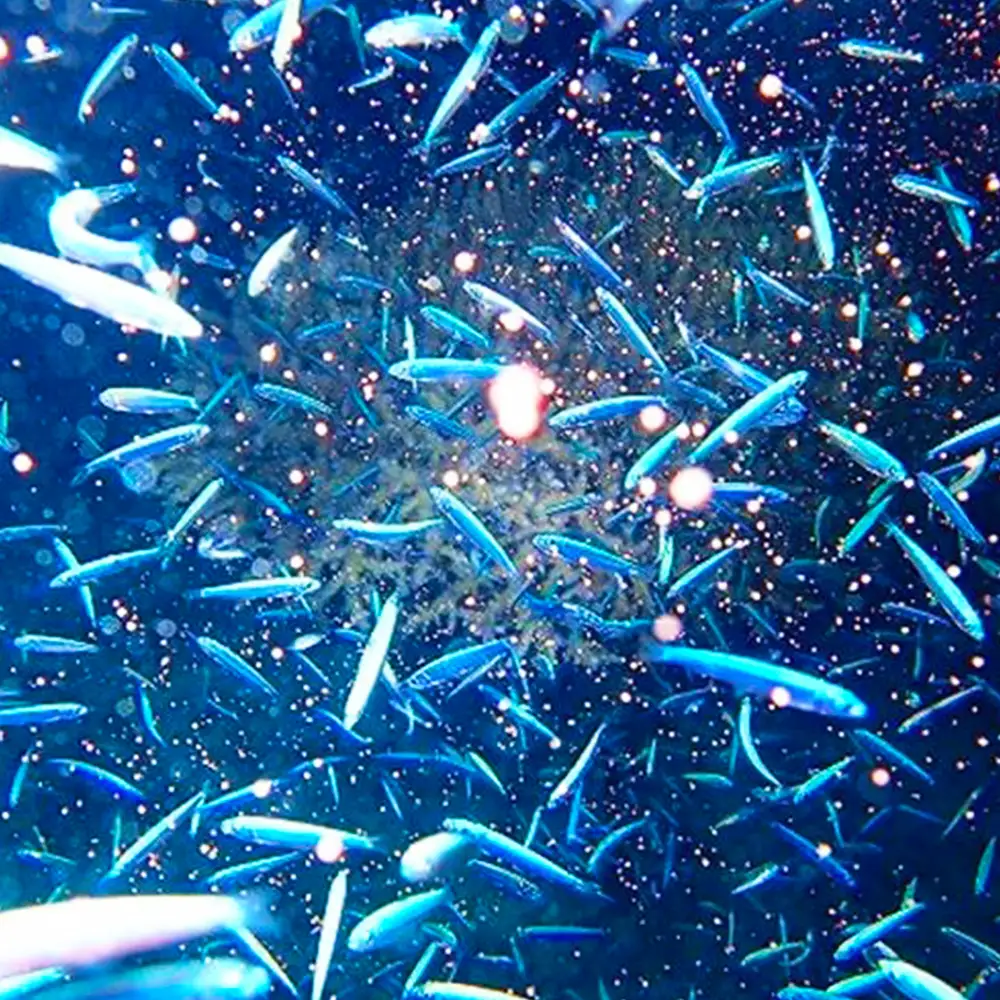 ボートで行く！ファンダイビング（5Dive）