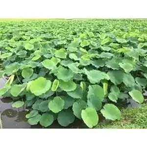 鈴木農園の新物夏れんこん親子ギフト 約3kg 【1123833】 ※2026年10月～発送