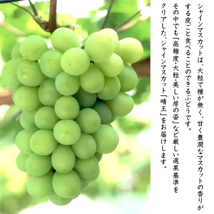 74-16 「晴王」1房（700g以上）【2026年9月上旬～10月上旬発送予定】