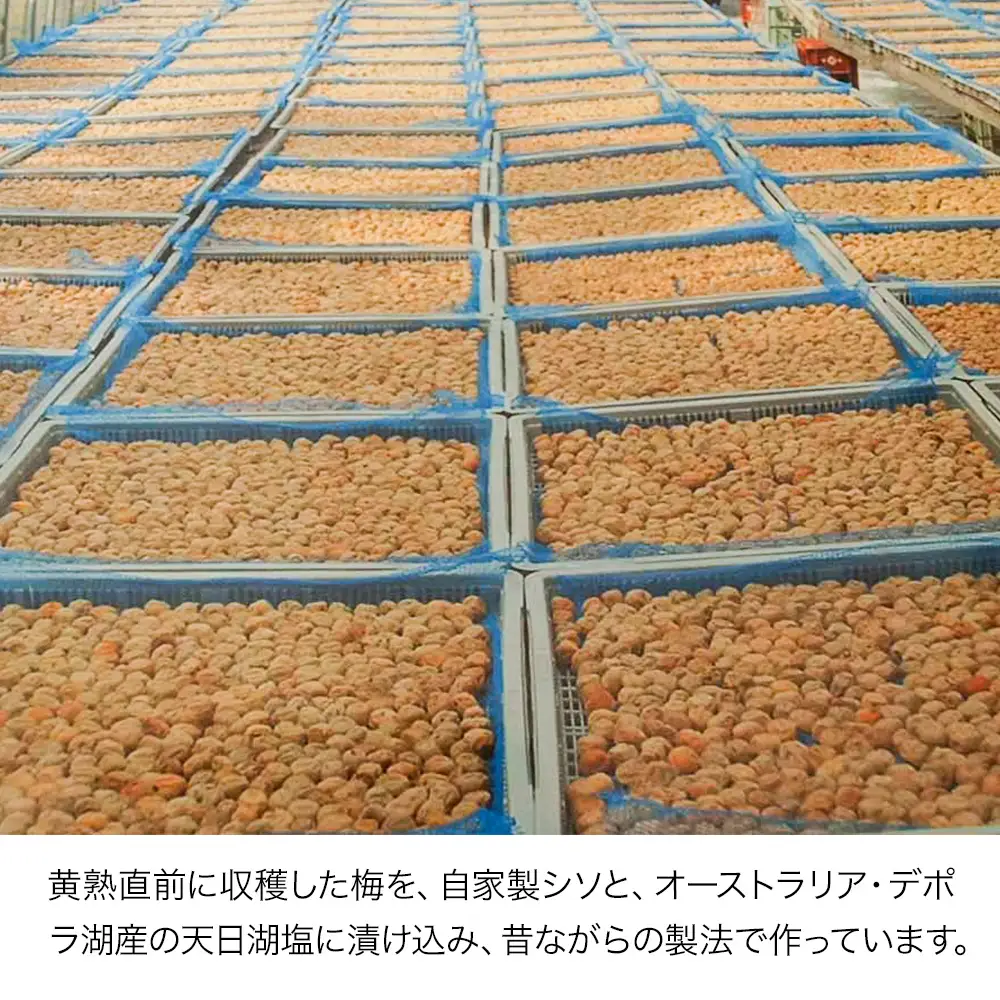 耶馬溪昔ながらの手づくり梅干し 中村梅園 | 梅 梅干し 自家製シソ 手作り こだわり ウメ 大分県 中津市