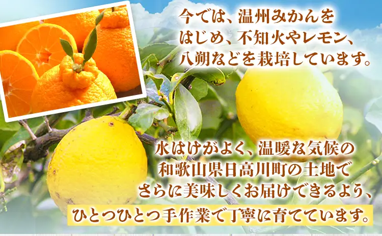訳あり 紅八朔 約10kg はっさく