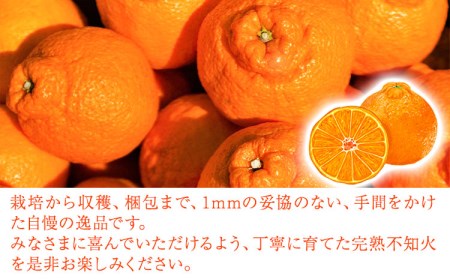 完熟 不知火 ( デコポン )と同品種 約10kg S～2L 家庭用 サイズ混合 横川果樹園 