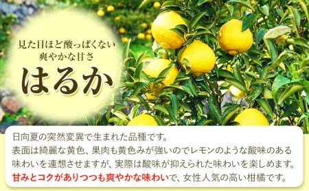 はるか 約7kg S～2L 家庭用 サイズ混合 横川果樹園 