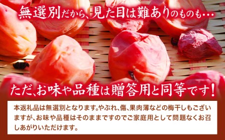 紀州南高梅 しそ仕込み完熟梅干し 無選別 1kg 梅