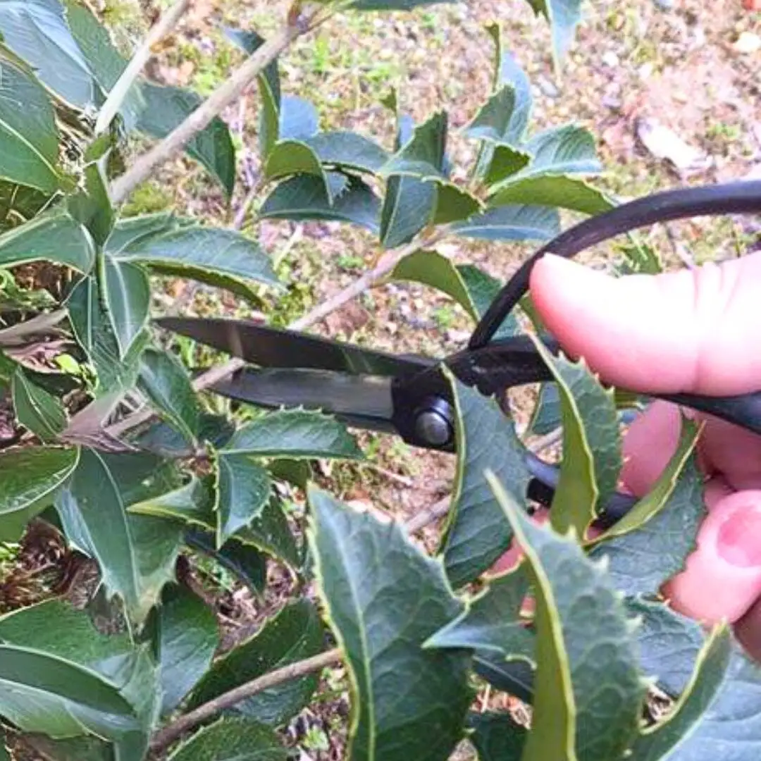 火造り鍛造 大久保鋏 燕三条製 [外山刃物] 鍛造 燕三条製 園芸 農作業 庭仕事 造園 生け花 活け花 生花 活花 ガーデニング 剪定 盆栽 プロ仕様 園芸はさみ 園芸鋏 花鋏 花はさみ 生花 宗家秀久【020P068】