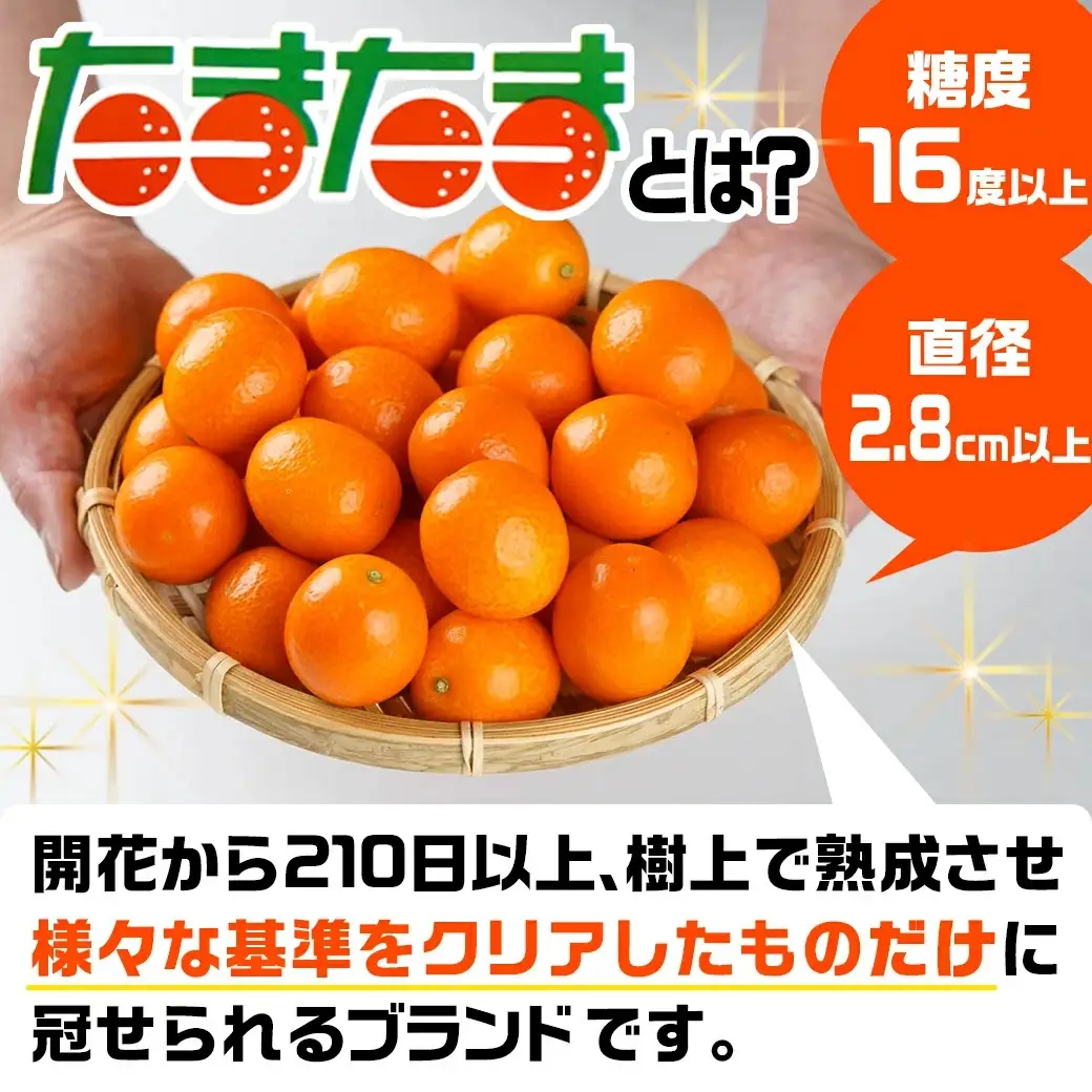 《先行受付!》 完熟きんかん「たまたまL」&「たまたまExcellent」 計800g (スタンドパック入り)〔01-010〕_(都城市) みやざきブランド 完熟きんかん  たまたま 糖度16度以上 大きさ直径2.8cm以上 金柑たまたまの最高峰 エクセレント 糖度18度以上 サイズ2L以上