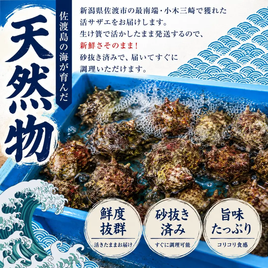 佐渡産 天然活サザエ 2kg 小（35個前後）