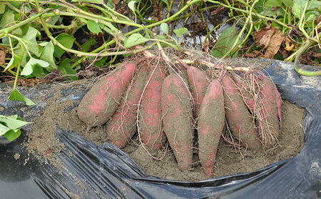さつまいも(なると金時)松茂町産3kg　徳島 鳴門金時 芋 秋 旬 サツマイモ 正月 おせち 贈答用 野菜 