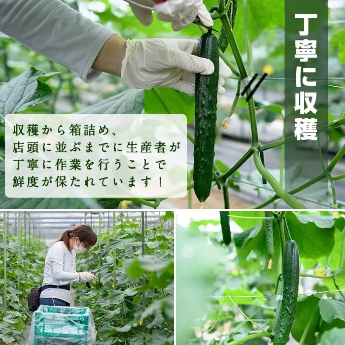 宮崎県産きゅうり(2.5kg)野菜 冷蔵【NS-2】【中澤農園】