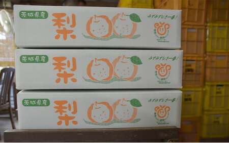 【先行予約】小林果樹園の梨 食べ比べ5～8玉  約3kg　※2026年9月～発送
