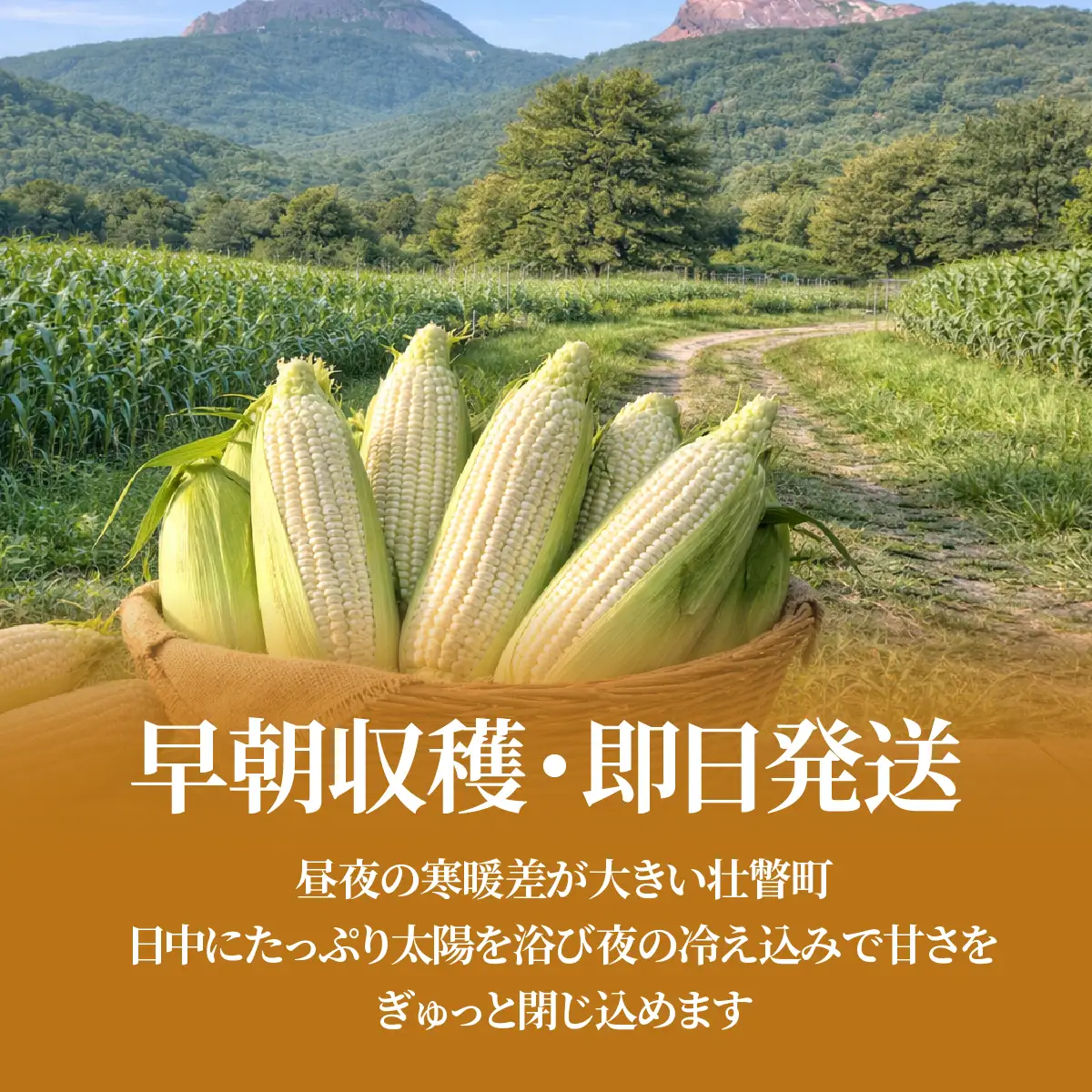 ＜2026年8月中旬よりお届け＞【朝採り】北海道壮瞥町 ホワイトコーン「ピュアホワイト」Lサイズ以上22本（約10kg） SBTQ002
