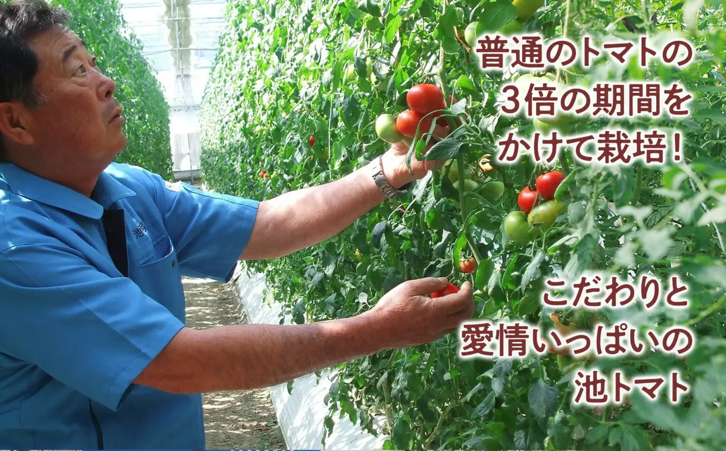 【先行予約】濃厚フルーツトマト 1kg 〈2027年1月から発送〉高知県 土佐市【池トマト】[BQAG009]