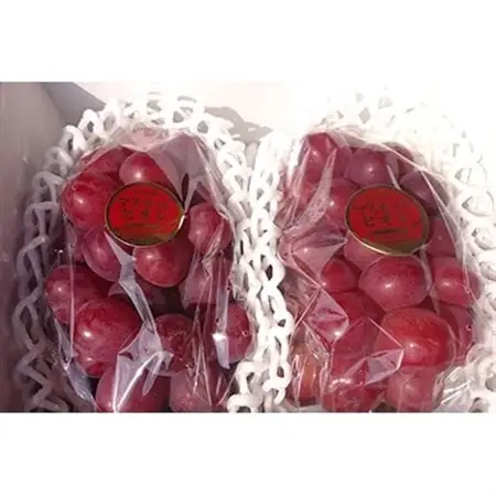 パリッと皮ごと食べられるマスカットビオレ1.3kg_果物・フルーツ ぶどう・マスカット  ブドウ 葡萄 _【配送不可地域：離島】【1073055】