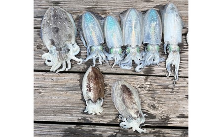 船釣り体験体験チケット瀬戸内海家島近郊遊漁船船釣り体験【5時間1名】