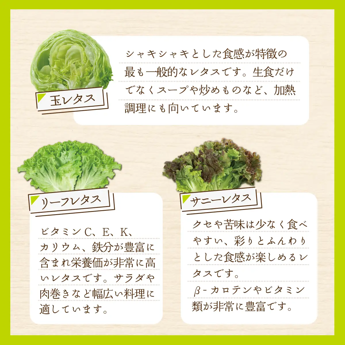 【定期便】レタス彩(いろどり)3種セット全2回（2026年9月以降順次発送）  OSU002