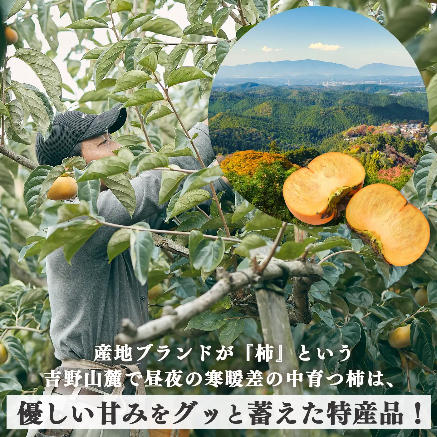 【堀うち農園】どっさり約7kg 訳あり たねなし柿 | 人気 国産 産地直送 秋 旬 送料無料 大容量 特産品 家庭用 奈良県 五條市