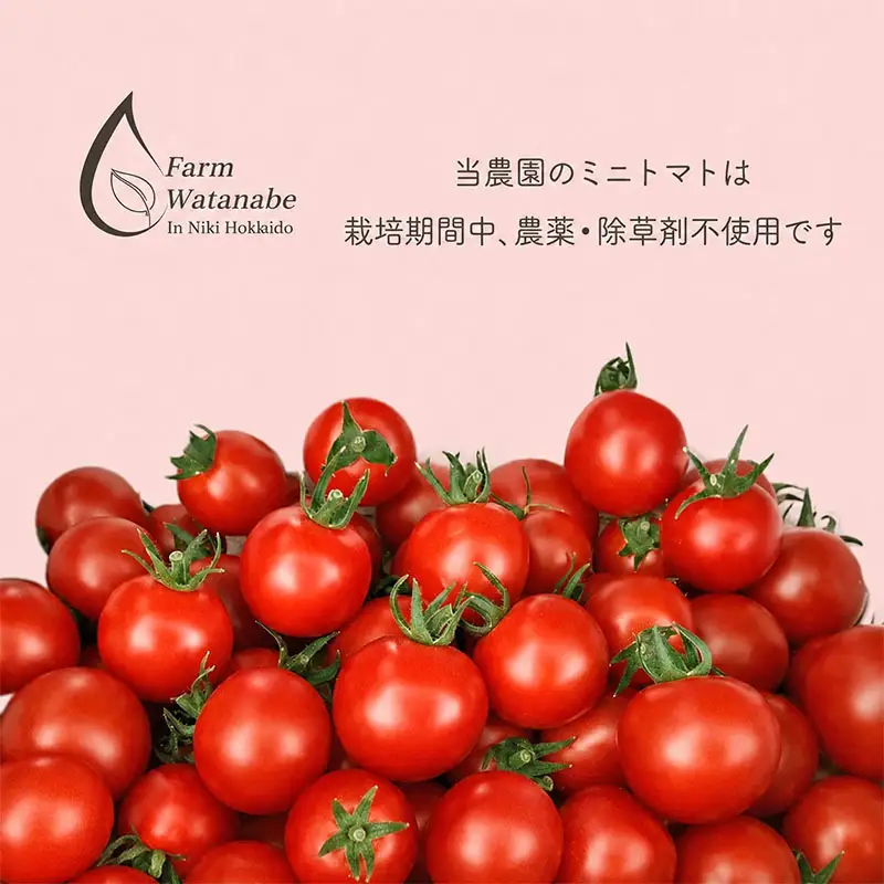 2026年産 ミニトマトジュース 180ml×10本 北海道 仁木町